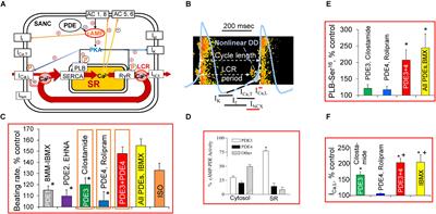 Dual Activation of Phosphodiesterases 3 and 4 Regulates Basal Spontaneous Beating Rate of Cardiac Pacemaker Cells: Role of Compartmentalization?